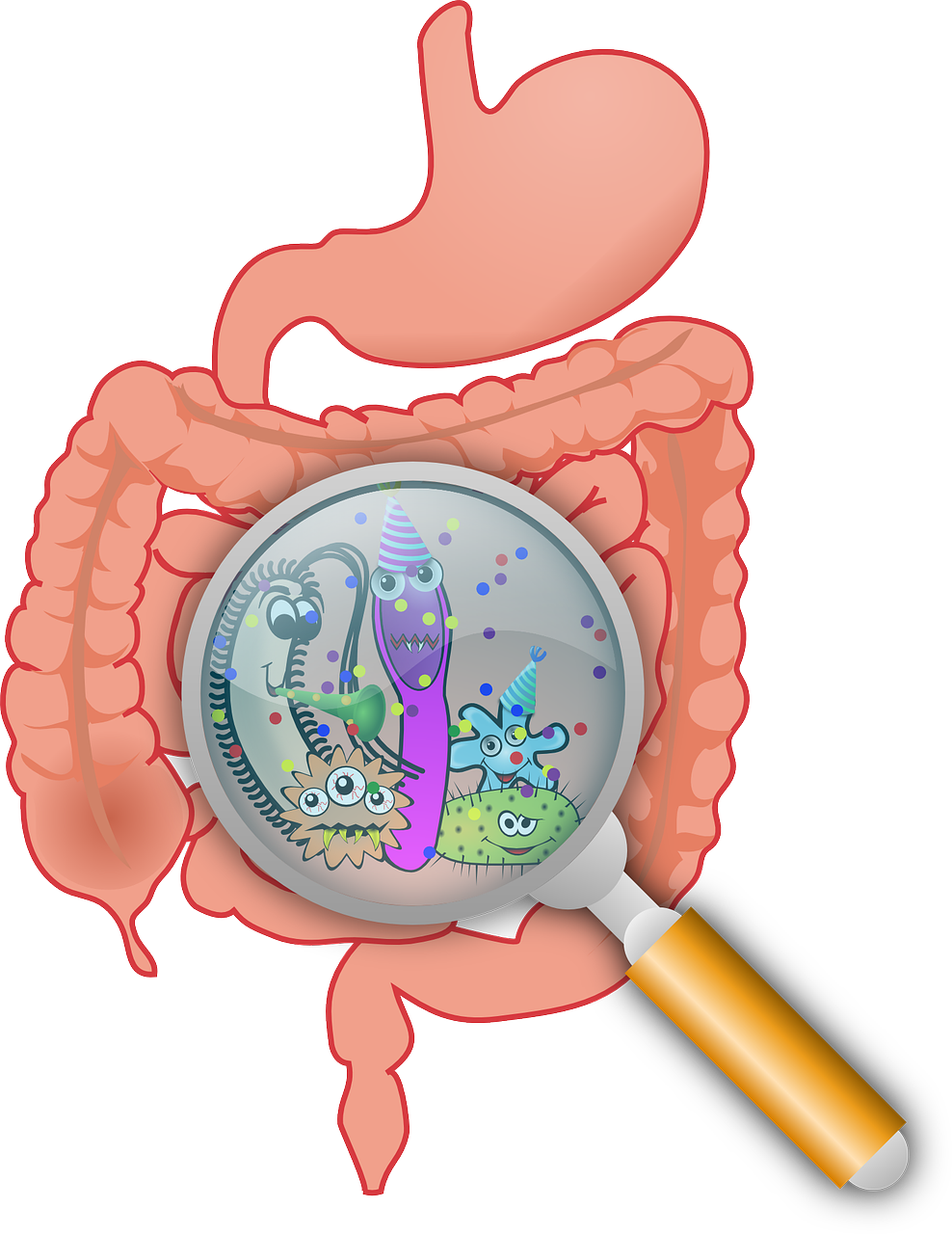 SynoGut Digestive Health Support